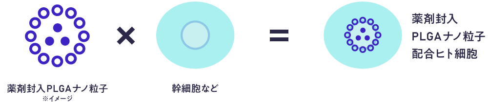 薬剤封入PLGAナノ粒子配合ヒト細胞