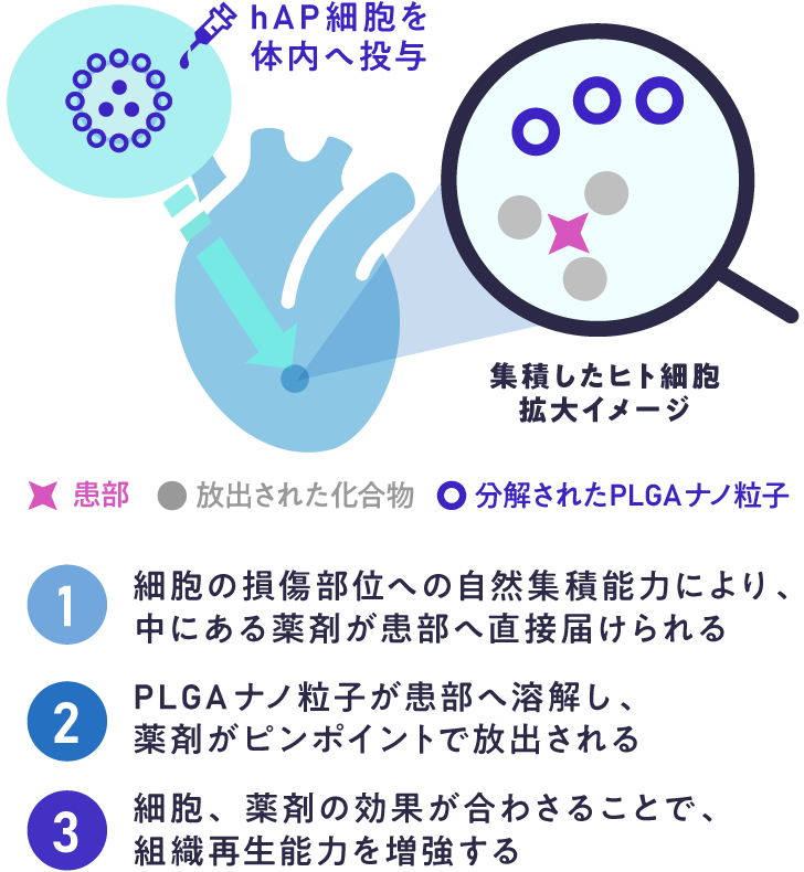 hAP細胞を体内へ投与