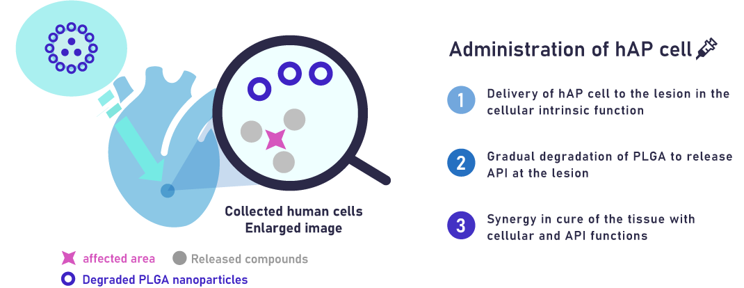 Administration of hAP cell