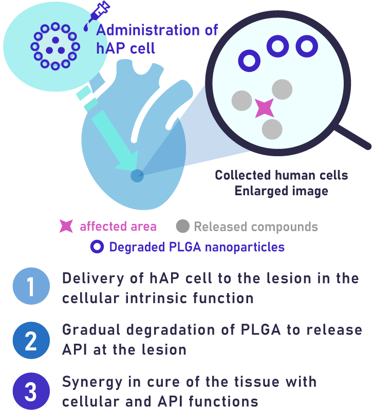 Administration of hAP cell